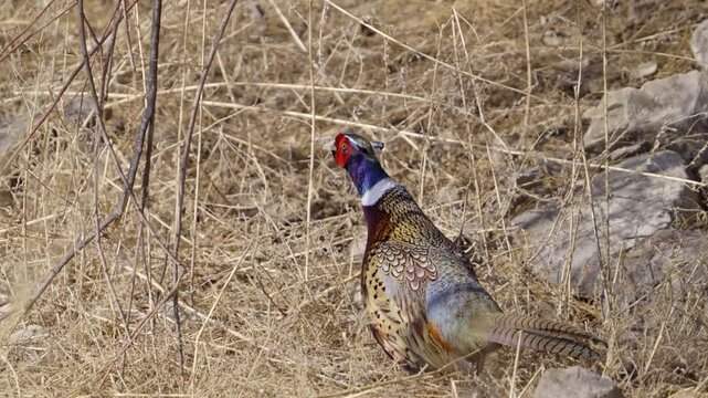 Close up of a Ring-necked pheasant in the brush in the Utah wilderness.
