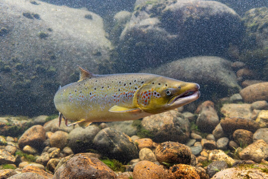 Wild salmon in the Laerdalselvi river passing by the Salmon museum in Laerdalsoyri