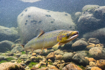 Wild salmon in the Laerdalselvi river passing by the Salmon museum in Laerdalsoyri © imagoDens