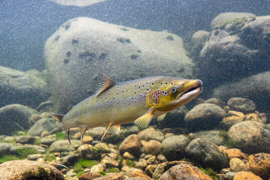 Wild salmon in the Laerdalselvi river passing by the Salmon museum in Laerdalsoyri