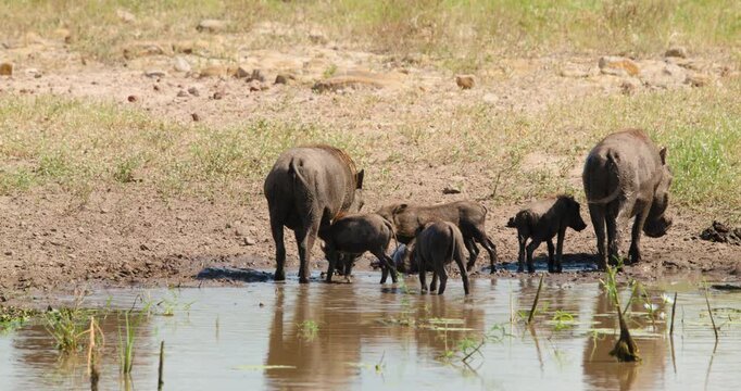 Cinematic close-up of warthog piglets nursing from their mother in Kruger National Park. Intimate wildlife behavior shot of a female warthog feeding her young by waterhole in the sunny African savanna