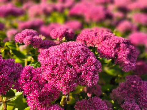 A bright close-up of Sedum telephium blossoms glowing in sunlight. The vivid colors and fine details create a fresh, uplifting botanical image that celebrates late summer nature, plant beauty and n