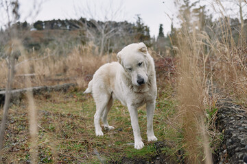 Obraz premium White dog standing in a field, calm expression and attentive gaze against rural grass and fence, an outdoor animal portrait with natural light and rustic mood