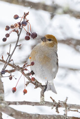 Female pine grosbeak 