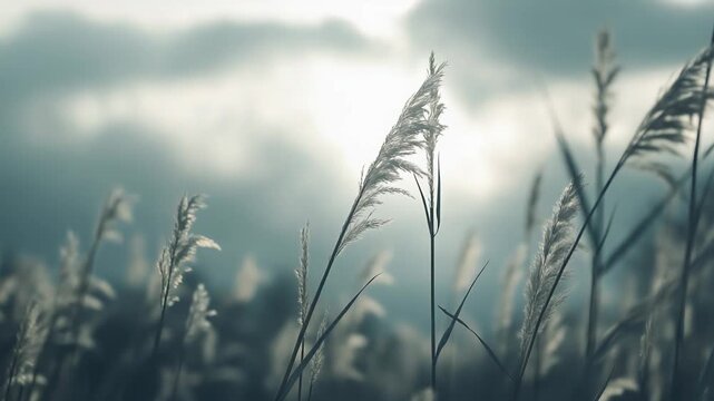 Soft, feathery pampas grass plumes capture the backlighting from a bright, ethereal sky, creating a serene and tranquil natural landscape with a calm atmosphere