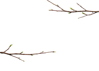 Fototapeta premium PNG Minimalist branches with budding leaves.