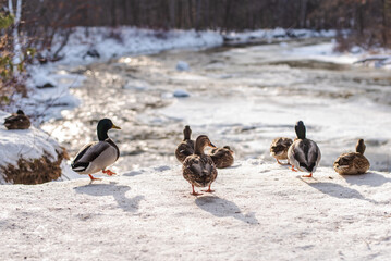 Mallards and winter