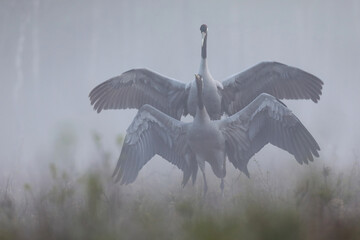 Żuraw (Grus grus), crane © Bartosz Rakoczy