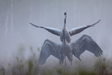 Żuraw (Grus grus), crane © Bartosz Rakoczy