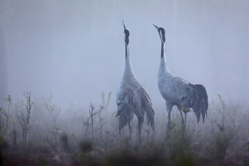 Żuraw (Grus grus), crane © Bartosz Rakoczy