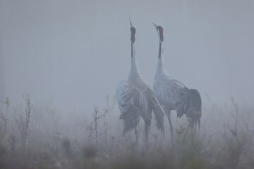 Żuraw (Grus grus), crane © Bartosz Rakoczy