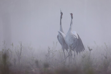 Żuraw (Grus grus), crane © Bartosz Rakoczy