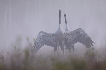 Żuraw (Grus grus), crane © Bartosz Rakoczy