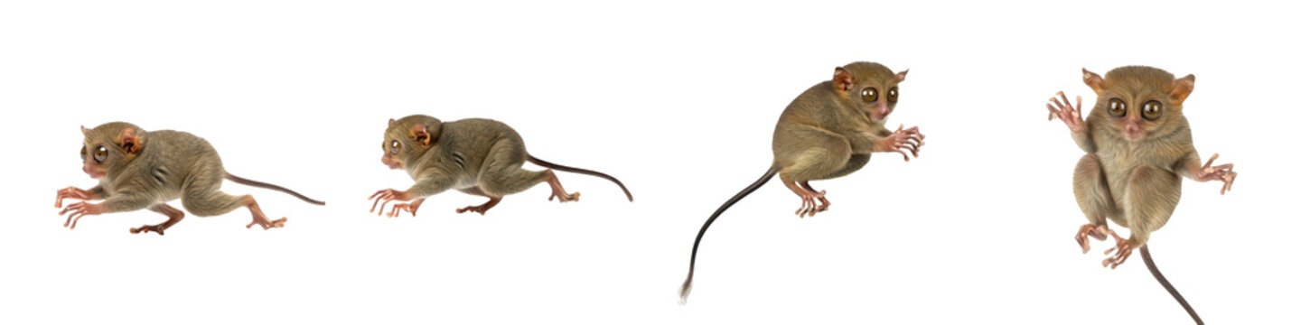 Set of Tarsier Full Body Poses in Various Angles, Primate Wildlife Animal Collection Isolated on White, PNG Oil Paint