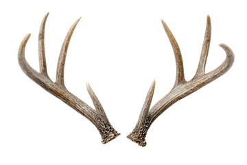 Fototapeta premium A pair of deer antlers with symmetrical branching tines, realistic bone texture, and subtle natural highlights, isolated on transparent background