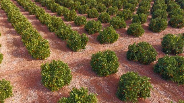 Aerial drone footage of an orange orchard in Spain, showing structured tree rows, visible drip irrigation systems and ripe citrus growing on red Mediterranean soil.