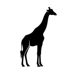 Fototapeta premium Black giraffe silhouette standing in profile view