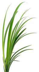 Obraz premium Green grass blades isolated on white background