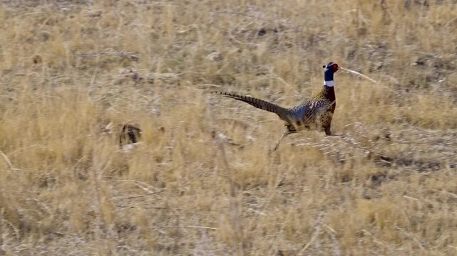 Ring-necked pheasant running through a field in slow motion as it hops.