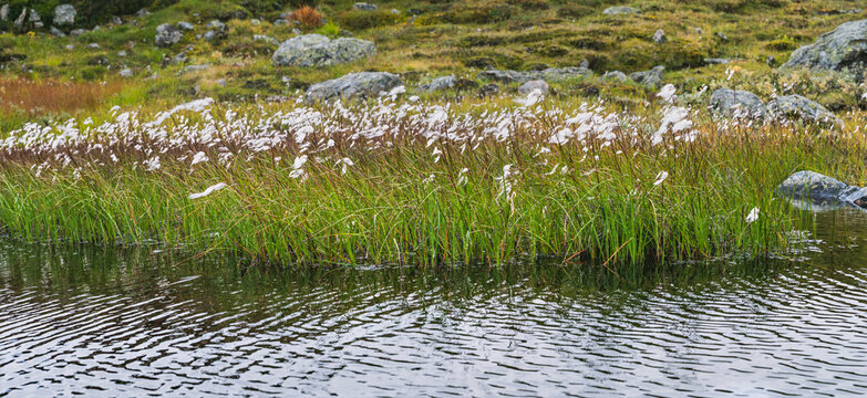 Arctic cotton grass a.K.A. Cottongrass plants thrive densely along the tranquil waters edge of a pristine mountain lake, creating a peaceful natural scene on the subarctic tundra