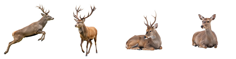 Set of Deer Full Body Poses and Sitting Portrait in Various Angles, Wild Forest Animal Collection Isolated on White, PNG Oil Paint