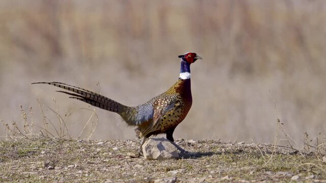 Close up of a Ring-necked pheasant walking in slow motion in Utah.