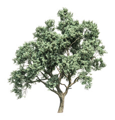 PNG Real dark oak tree green illustration botanical.