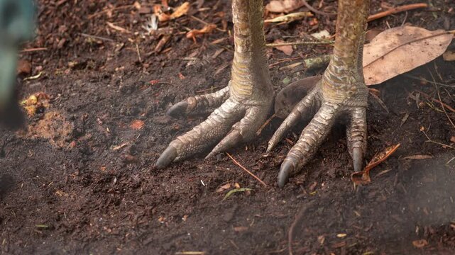 Southern Cassowary (Casuarius casuarius) killer claws, a large flightless bird from the rainforests of Australia. Worlds most dangerous bird. Slow motion, 25 percent natural speed.