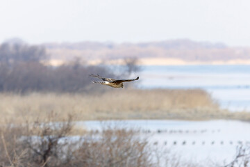 河川敷を飛翔するハイイロチュウヒのメス