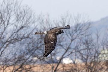 河川敷を飛翔するハイイロチュウヒのメス