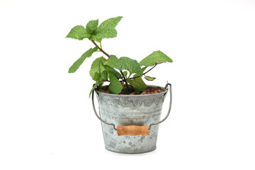 白背景の鉢植えののミント