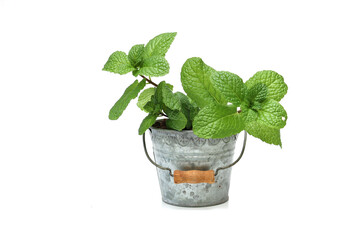 白背景の鉢植えののミント