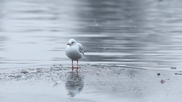 Ducks, gulls and coots competiting for food on winter river in Europe