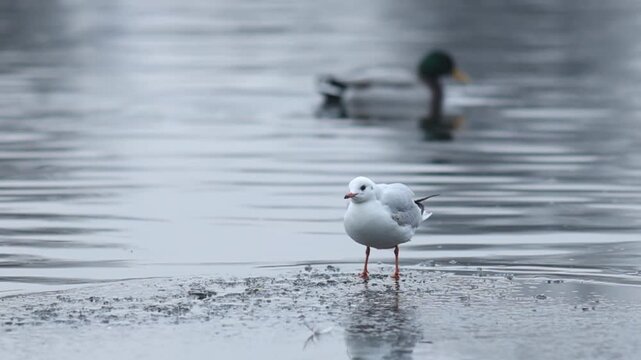 Ducks, gulls and coots competiting for food on winter river in Europe