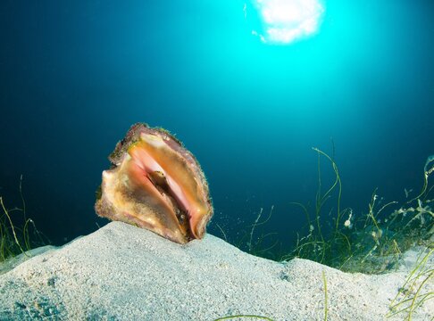 Queen conch, upside down, poking its eyes out of its shell.