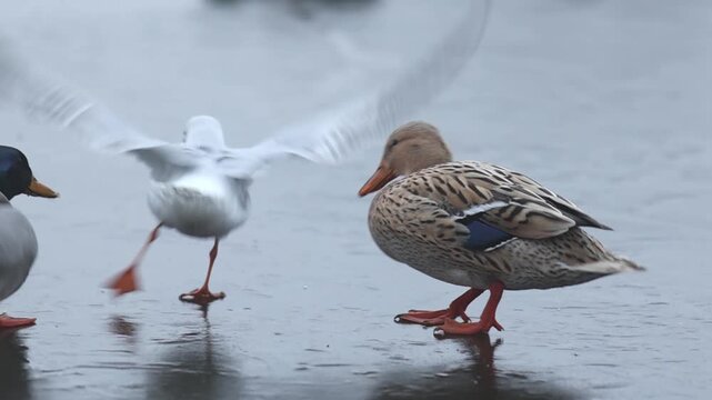 Ducks, gulls and coots competiting for food on winter river in Europe
