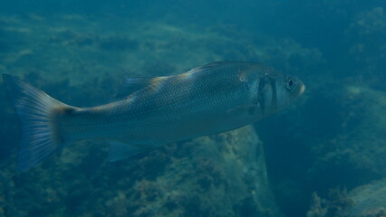 Fototapeta premium European seabass or sea bass (Dicentrarchus labrax) undersea, Ligurian Sea, Italy, Imperia