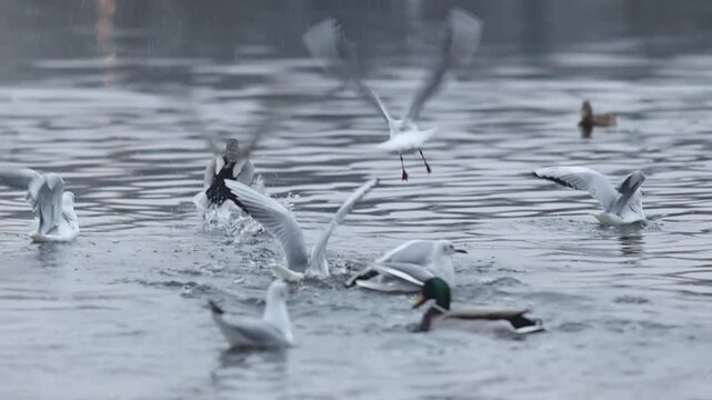 Ducks, gulls and coots competiting for food on winter river in Europe