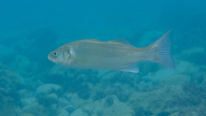 European seabass or sea bass (Dicentrarchus labrax) undersea, Ligurian Sea, Italy, Imperia