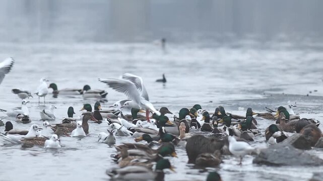 Ducks, gulls and coots competiting for food on winter river in Europe