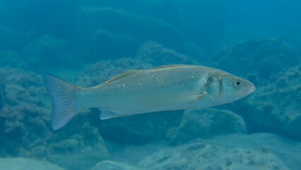 European seabass or sea bass (Dicentrarchus labrax) undersea, Ligurian Sea, Italy, Imperia