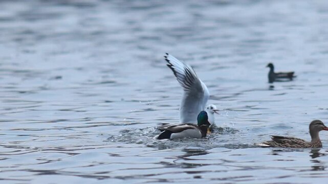 Ducks, gulls and coots competiting for food on winter river in Europe