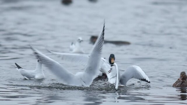 Ducks, gulls and coots competiting for food on winter river in Europe