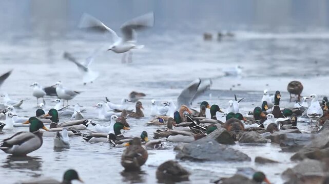Ducks, gulls and coots competiting for food on winter river in Europe