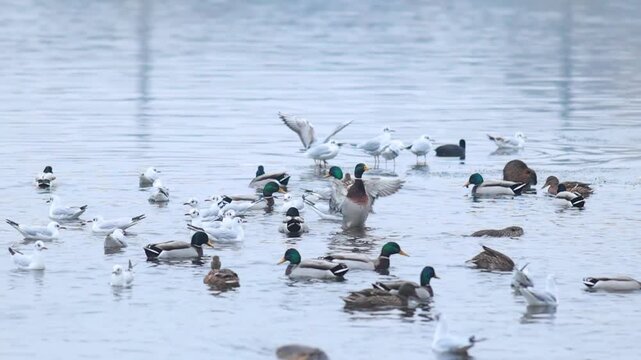 Ducks, gulls and coots competiting for food on winter river in Europe