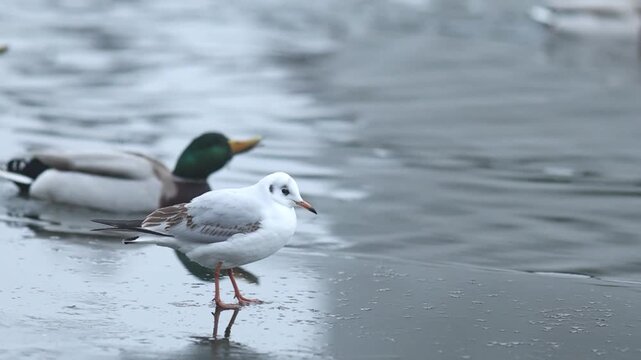 Ducks, gulls and coots competiting for food on winter river in Europe