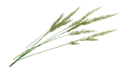 Fototapeta premium PNG Grass background isolated plant.