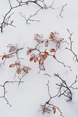 Winter impression from the beech forest