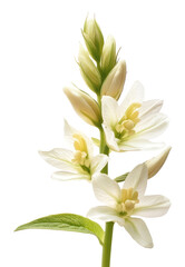 Fototapeta premium PNG A single Gooseneck Loosestrife petal petals botanical flowers.