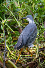 Naklejka premium CORRIDA INTERNACIONAL DE SAO SILVESTRE 2025